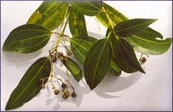 Cinnamon Essential Oil -