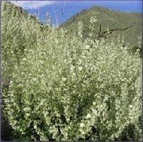 Clary Sage Essential Oil -