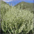 Clary Sage Essential Oil -