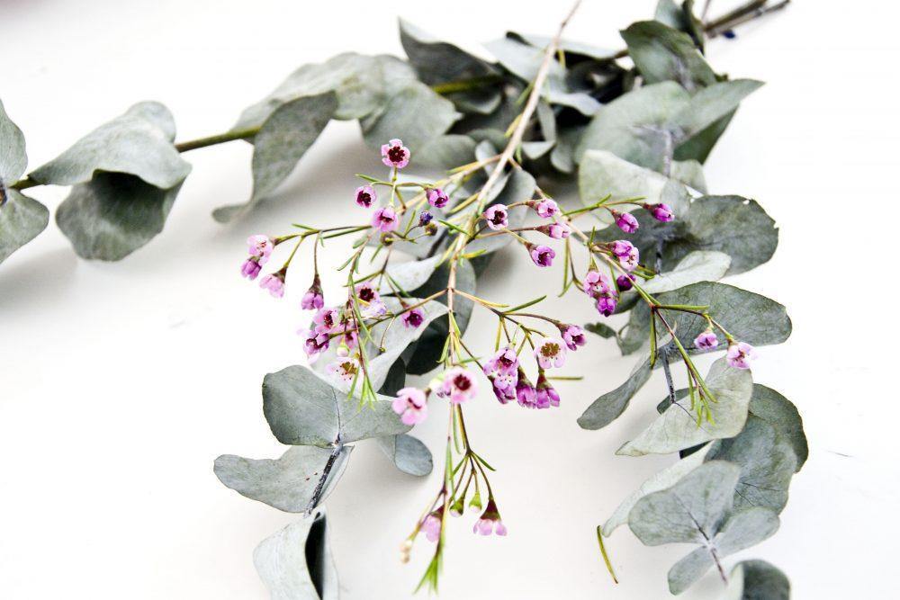 Eucalyptus Essential Oil -