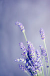 Lavender Essential Oil -