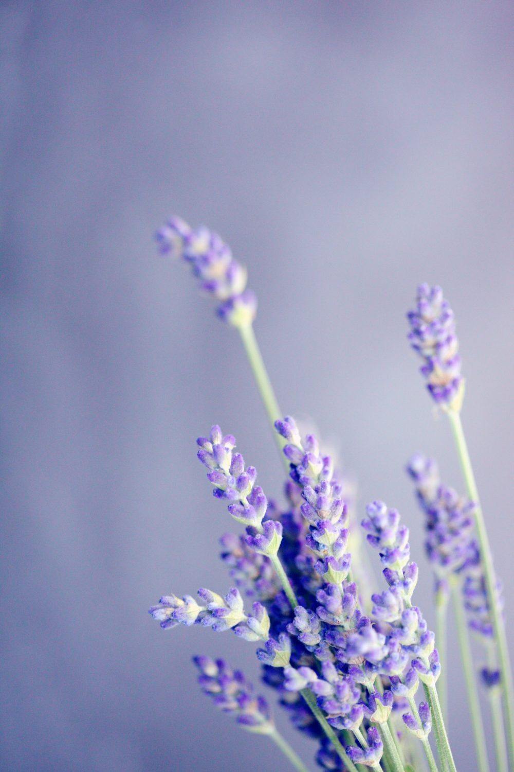 Lavender Essential Oil -