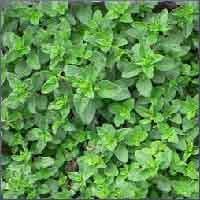 Marjoram Essential Oil -