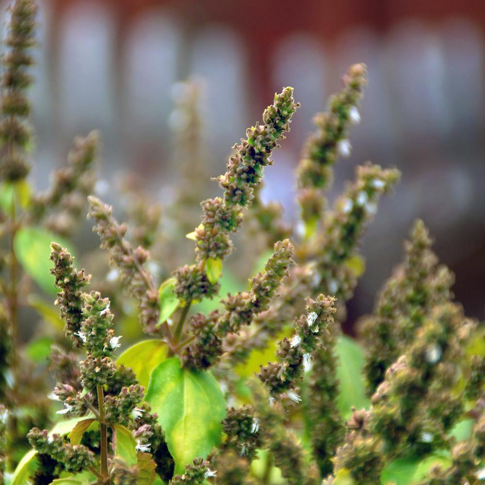 Patchouli Essential Oil -