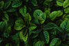 Peppermint Essential Oil -