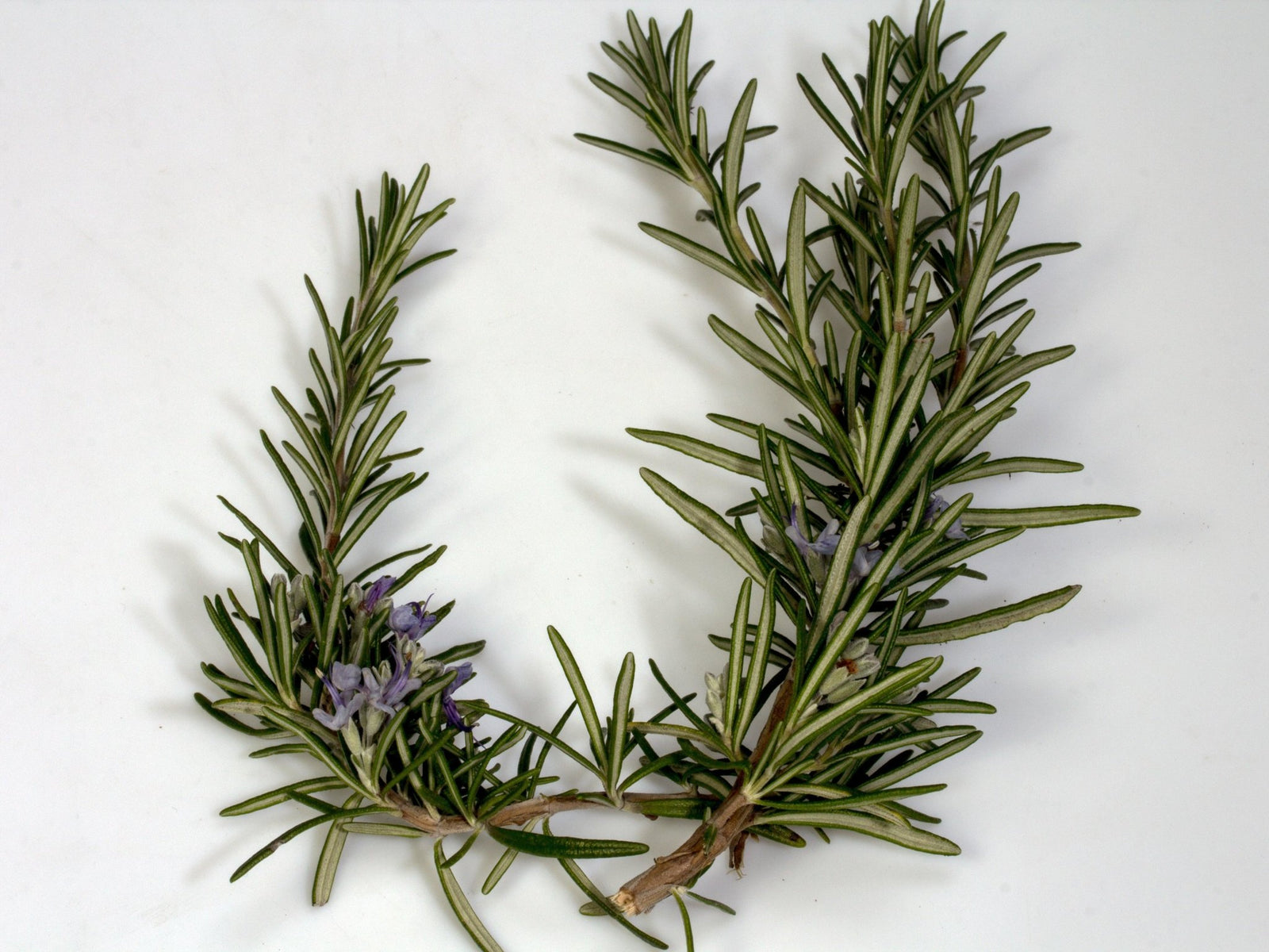Rosemary Essential Oil -
