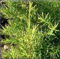 Tea Tree Essential Oil -